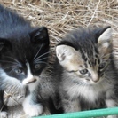 生後１ヶ月ぐらいのねこ達　その①　キジトラ　と　黒白（八割れ、白足袋）