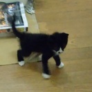 生後１ヶ月ぐらいのねこ達　その②　キジ白　と　黒白（八割れ、白足袋）