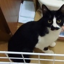 生後１ヶ月ぐらいのねこ達　その③　親猫　黒白