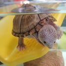 カブトニオイガメ