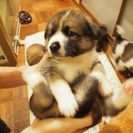【残り四匹です。】生後1ヶ月の子犬です。とても可愛いです。 - 中野区