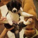 【残り四匹です。】生後1ヶ月の子犬です。とても可愛いです。 - 犬