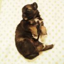 【残り四匹です。】生後1ヶ月の子犬です。とても可愛いです。 − 東京都