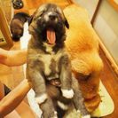 【残り四匹です。】生後1ヶ月の子犬です。とても可愛いです。 - 里親募集
