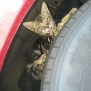 (T_T)★行方不明★捨て猫がバスの車体に乗って連れて行かれまし...