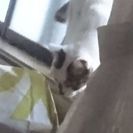 里親募集中です‼(至急)