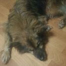 犬のさくらの件です