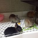 たくさんのご応募ありがとうございます(引渡し早めます)