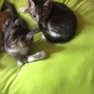 仔猫の里親探してます