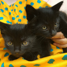 黒色子猫雄雌