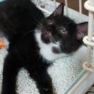 子猫のプチ飼主さん募集（預かりさん）