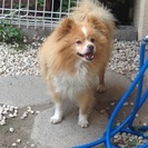 犬のトリミングに来てくださる方