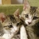 人馴れした可愛い子猫兄弟