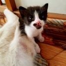 子猫をもらってください。