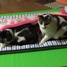 命を守りたい!至急里親さん募集です！