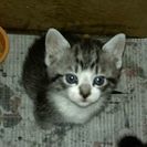 急募!! 子猫2匹の里親を募集します