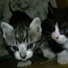 急募!! 子猫2匹の里親を募集します - 白河市