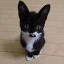 里親を募集しています