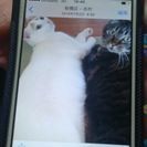 とっても仲良しな２匹です♪