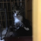 中央区谷町5丁目でTNRした猫の子供達です。。