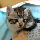 急募!! 子猫2匹の里親を募集します - 猫