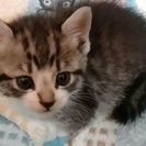 急募!! 子猫2匹の里親を募集します − 福島県