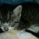 急募!! 子猫2匹の里親を募集します - 里親募集