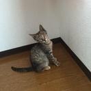 迷い猫の女の子の家族を探しています - 東大阪市