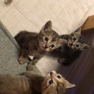 可愛い子猫4匹です。