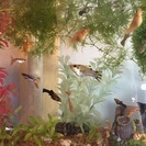 熱帯魚の交雑種、新種を作りたいんです！！
