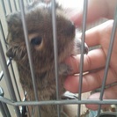 デグー　1歳5か月♀
