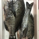 チヌ釣りにいきましょう