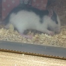 ファンシーラット♂の里親募集