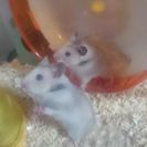 ゴールデンハムスター　里親様募集