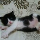 可愛いハチワレ黒白猫ちゃん