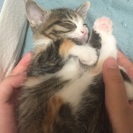 三毛猫2匹 - 大崎市