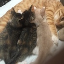 三毛猫2匹 - 里親募集