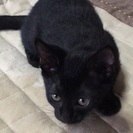 黒子猫兄弟の里親さん募集