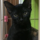 黒子猫兄弟の里親さん募集 - 奈良市