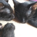黒子猫兄弟の里親さん募集 - 猫