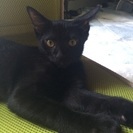 黒子猫兄弟の里親さん募集 − 奈良県