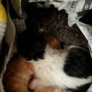 子猫が4匹産まれました⭐️