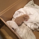 【一旦受付終了します】Help me ! 　生まれたて子猫さん　...