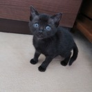 ゴロゴロ黒ちゃん