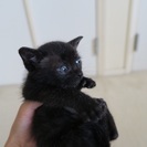 ゴロゴロ黒ちゃん - 猫