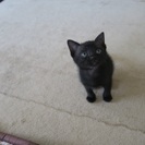 ゴロゴロ黒ちゃん − 東京都