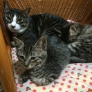 ★超かわいい子猫(オス)2匹保護してます★