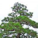 剪定作業による、掃除などの仕事ですの画像