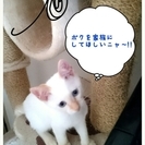 人大好きブルーアイのとっても可愛いmixの男の子♥