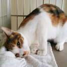 三毛猫2歳女の子　甘えたで人懐っこいですの画像